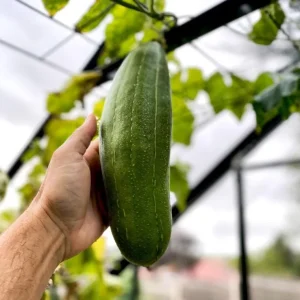 Luffa Live Plant - 2 Healthy Plants in 4 Inch Pot - Grow Your Own Natural Sponges, Edible Gourd Vine, Fast Growing - Image 3
