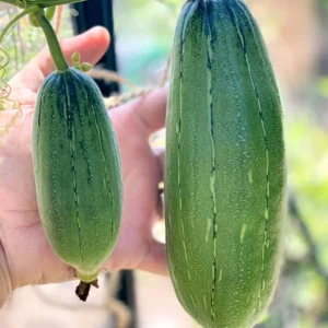 Luffa Live Plant - 2 Healthy Plants in 4 Inch Pot - Grow Your Own Natural Sponges, Edible Gourd Vine, Fast Growing - Image 4