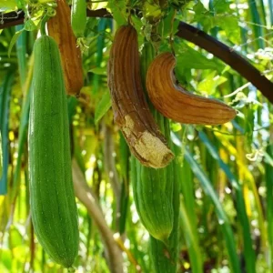 Luffa Live Plant - 2 Healthy Plants in 4 Inch Pot - Grow Your Own Natural Sponges, Edible Gourd Vine, Fast Growing - Image 5