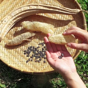 Luffa Live Plant - 2 Healthy Plants in 4 Inch Pot - Grow Your Own Natural Sponges, Edible Gourd Vine, Fast Growing - Image 6