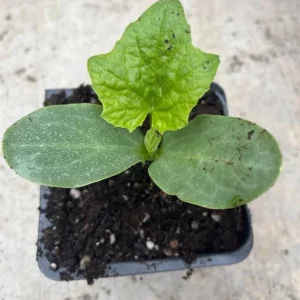 Luffa Live Plant - 2 Healthy Plants in 4 Inch Pot - Grow Your Own Natural Sponges, Edible Gourd Vine, Fast Growing - Image 7