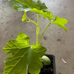 Luffa Live Plant - 2 Healthy Plants in 4 Inch Pot - Grow Your Own Natural Sponges, Edible Gourd Vine, Fast Growing - Image 8
