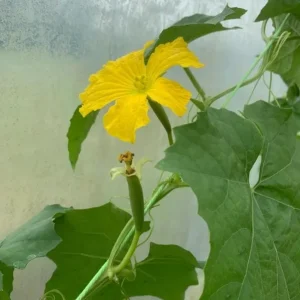 Luffa Live Plant - 2 Healthy Plants in 4 Inch Pot - Grow Your Own Natural Sponges, Edible Gourd Vine, Fast Growing - Image 9