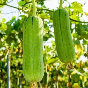 Luffa Live Plant - 2 Healthy Plants in 4 Inch Pot - Grow Your Own Natural Sponges, Edible Gourd Vine, Fast Growing - Image 1
