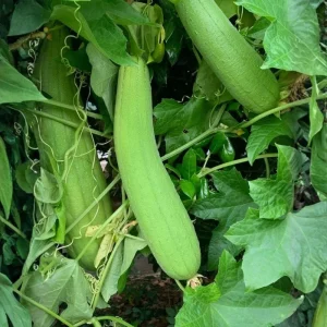 Luffa Plant Live - Loofah Gourd Vine, 4 Inch Pot, Edible & Sponge Gourd - Image 2