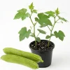 Luffa Plant Live - Loofah Gourd Vine, 4 Inch Pot, Edible & Sponge Gourd - Image 1
