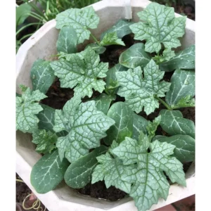 Luffa Plant Live - Loofah Gourd Vine, 4 Inch Pot, Edible & Sponge Gourd - Image 3