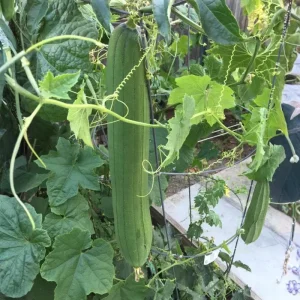 Luffa Plant Live - Loofah Gourd Vine, 4 Inch Pot, Edible & Sponge Gourd - Image 4