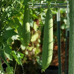 Luffa Plant Live - Loofah Gourd Vine, 4 Inch Pot, Edible & Sponge Gourd - Image 5