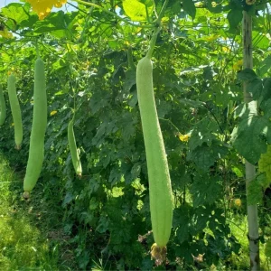 Luffa Plant Live - Loofah Gourd Vine, 4 Inch Pot, Edible & Sponge Gourd - Image 6