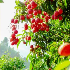 Lychee Live Plant - 10-12 Inch Tall Fruit Tree - Sweet Red Fruit, Outdoor - Image 2