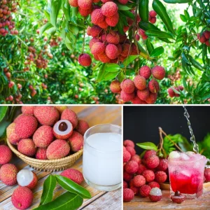 Lychee Live Plant - 10-12 Inch Tall Fruit Tree - Sweet Red Fruit, Outdoor - Image 3