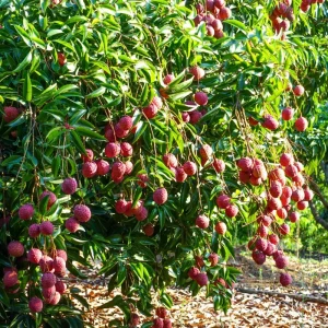 Lychee Live Plant - 10-12 Inch Tall Fruit Tree - Sweet Red Fruit, Outdoor - Image 4