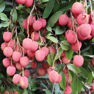 Lychee Live Plant - 10-12 Inch Tall Fruit Tree - Sweet Red Fruit, Outdoor - Image 5