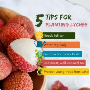 Lychee Live Plant - 10-12 Inch Tall Fruit Tree - Sweet Red Fruit, Outdoor - Image 6