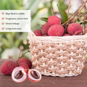 Lychee Live Plant - 10-12 Inch Tall Fruit Tree - Sweet Red Fruit, Outdoor - Image 7
