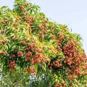 Lychee Live Plant - 10-12 Inch Tall Fruit Tree - Sweet Red Fruit, Outdoor - Image 8