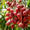 Lychee Live Plant - 10-12 Inch Tall Fruit Tree - Sweet Red Fruit, Outdoor - Image 1