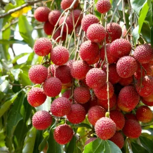 Lychee Live Plant - 10-12 Inch Tall Fruit Tree - Sweet Red Fruit, Outdoor - Image 1