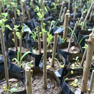 Madagascar Hibiscus Moscheutos Mallow Starter Live Plant - 7 Cuttings - Image 2