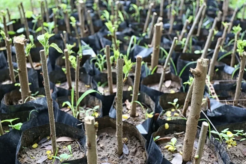 Madagascar Hibiscus Moscheutos Mallow Starter Live Plant - 7 Cuttings - Image 2