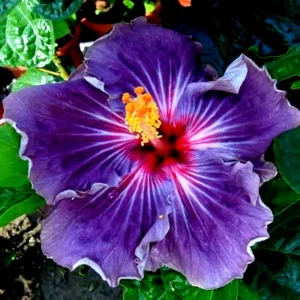 Madagascar Hibiscus Moscheutos Mallow Starter Live Plant - 7 Cuttings - Image 1