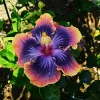 Madagascar Hibiscus Moscheutos Mallow Starter Live Plant - Rose of Sharon Perennial - Image 1