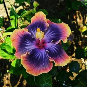 Madagascar Hibiscus Moscheutos Mallow Starter Live Plant - Rose of Sharon Perennial - Image 1