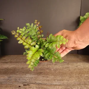 Mahogany Fern Live Plant - Didymochlaena Truncatula - 2 inch or 4 inch Pot - Indoor - Image 2