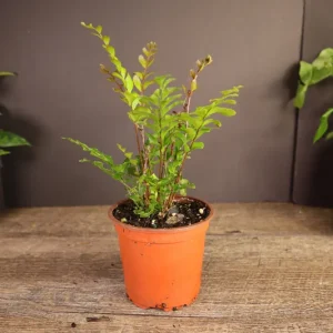Mahogany Fern Live Plant - Didymochlaena Truncatula - 2 inch or 4 inch Pot - Indoor - Image 3