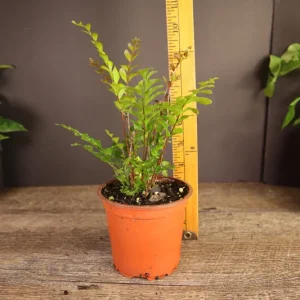 Mahogany Fern Live Plant - Didymochlaena Truncatula - 2 inch or 4 inch Pot - Indoor - Image 4