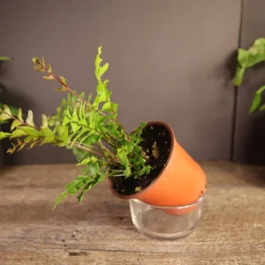 Mahogany Fern Live Plant - Didymochlaena Truncatula - 2 inch or 4 inch Pot - Indoor - Image 5