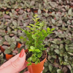 Mahogany Fern Live Plant - Didymochlaena Truncatula - 2 inch or 4 inch Pot - Indoor - Image 6