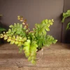 Mahogany Fern Live Plant - Didymochlaena Truncatula - 2 inch or 4 inch Pot - Indoor - Image 1