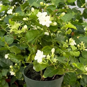 Maid of Orleans Jasmine Live Plant 4 Inch Pot - Fragrant Houseplant - Image 2