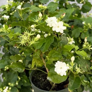 Maid of Orleans Jasmine Live Plant 4 Inch Pot - Fragrant Houseplant - Image 3