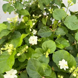 Maid of Orleans Jasmine Live Plant 4 Inch Pot - Fragrant Houseplant - Image 5