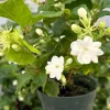 Maid of Orleans Jasmine Live Plant 4 Inch Pot - Fragrant Houseplant - Image 1