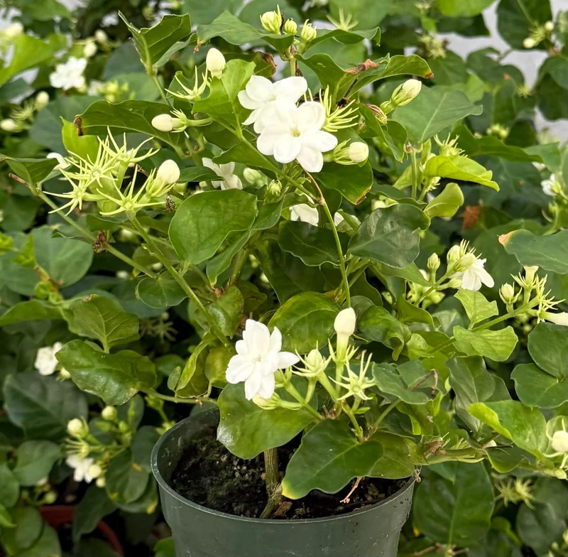 Maid of Orleans Jasmine Live Plant – Fragrant Houseplant in 4 Inch Pot - Image 2