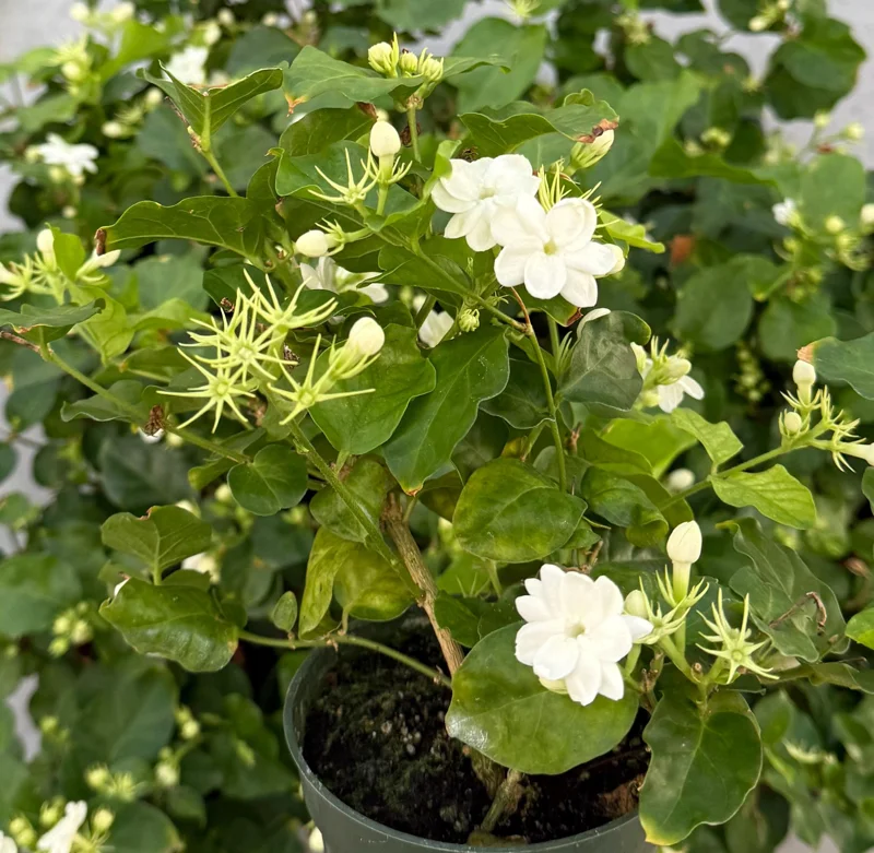 Maid of Orleans Jasmine Live Plant – Fragrant Houseplant in 4 Inch Pot - Image 3