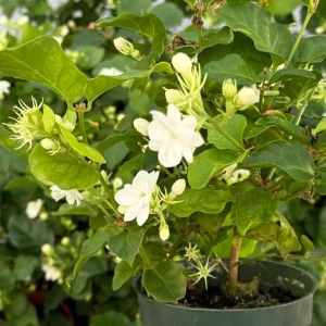 Maid of Orleans Jasmine Live Plant – Fragrant Houseplant in 4 Inch Pot - Image 4