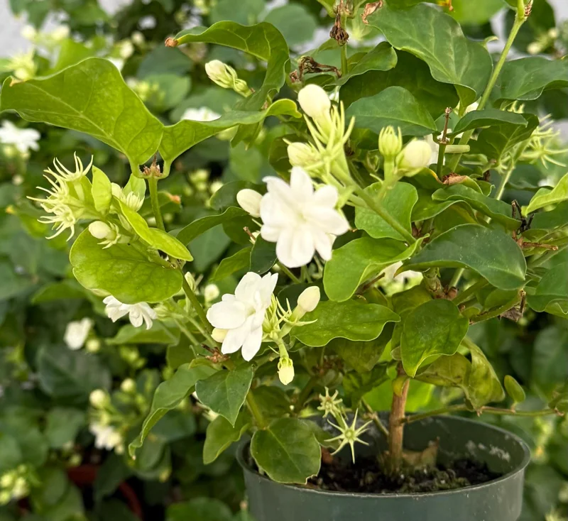 Maid of Orleans Jasmine Live Plant – Fragrant Houseplant in 4 Inch Pot - Image 4