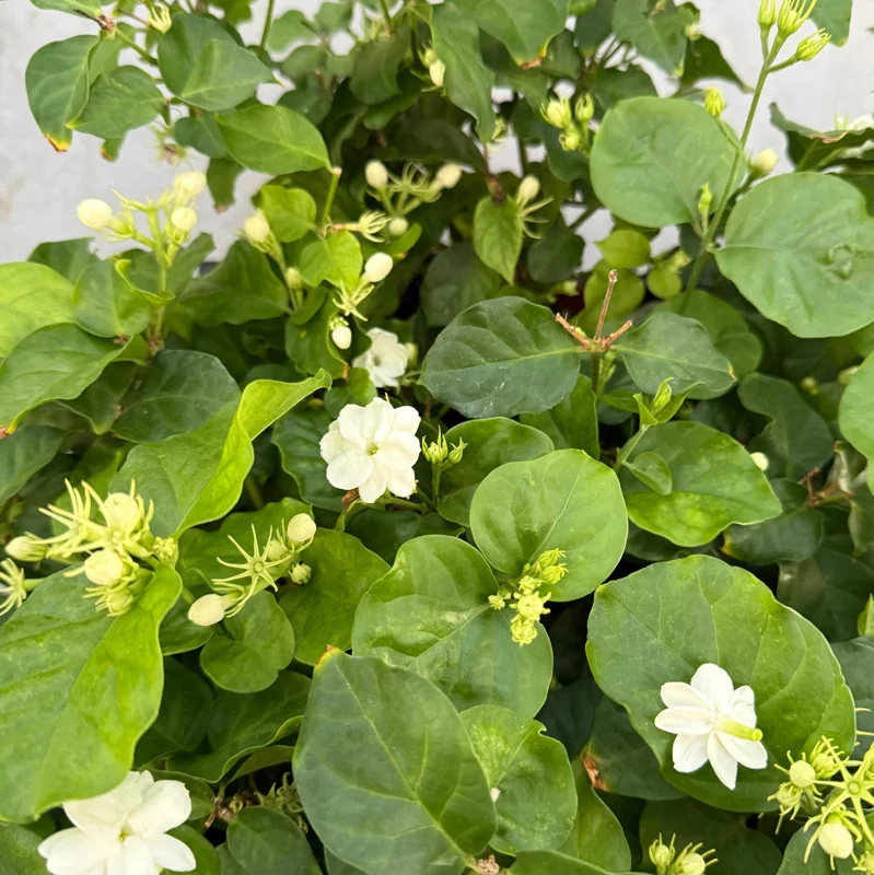 Maid of Orleans Jasmine Live Plant – Fragrant Houseplant in 4 Inch Pot - Image 5