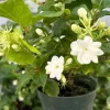 Maid of Orleans Jasmine Live Plant – Fragrant Houseplant in 4 Inch Pot - Image 1