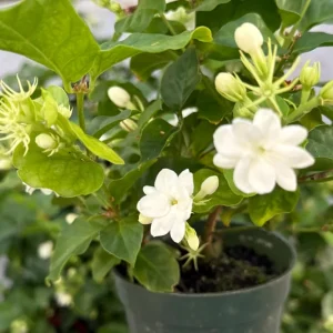 Maid of Orleans Jasmine Live Plant – Fragrant Houseplant in 4 Inch Pot - Image 1