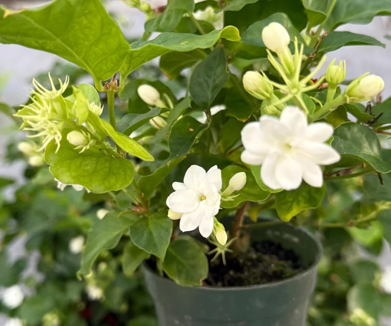 Maid of Orleans Jasmine Live Plant – Fragrant Houseplant in 4 Inch Pot - Image 1