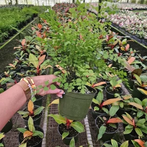 Maidenhair Fragrans Fern Live Plant, Adiantum Raddianum, 6 Inch Pot, Indoor - Image 2