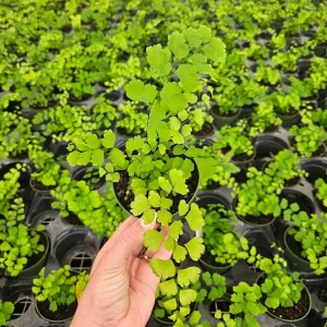 Maidenhair Fragrans Fern Live Plant - Adiantum Raddianum, 4 Inch Pot, Indoor - Image 2