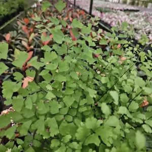 Maidenhair Fragrans Fern Live Plant, Adiantum Raddianum, 6 Inch Pot, Indoor - Image 3