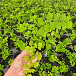 Maidenhair Fragrans Fern Live Plant - Adiantum Raddianum, 4 Inch Pot, Indoor - Image 3